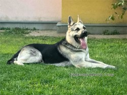 Барвиттера Амингур, возраст 2 года