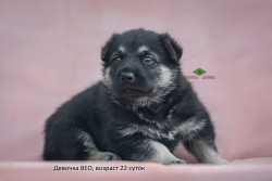 Девочка ВЕО (возраст 22 сут.). Помёт П