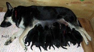 Хельхаус Лавиния со щенками помета Г (возраст 7 суток).