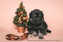 Щенок ВЕО Девочка коричн. лента (20 сут.)