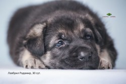 Щенок ВЕО Лавбрил Радамир, 30 сут