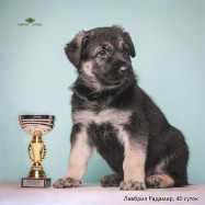 Щенок ВЕО Лавбрил Радамир (40 суток)