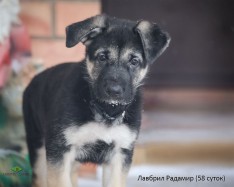 Щенок ВЕО Лавбрил Радамир (58 сут.)
