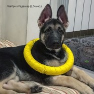 Щенок ВЕО Лавбрил Радамир, возраст 2,5мес