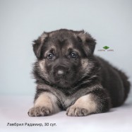 Щенок ВЕО Лавбрил Радамир, возраст 30 сут