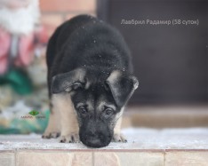 Щенок ВЕО Лавбрил Радамир, возраст 58 сут