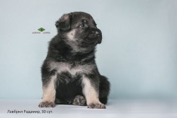 Щенок ВЕО Лавбрил Радамир. 30 сут