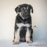 Щенок ВЕО Лавбрил Радамир. 50 сут