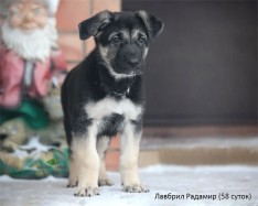 Щенок ВЕО Лавбрил Радамир. Возраст 58 сут