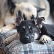 Щенок ВЕО Лавбрил Равья (2 мес.)