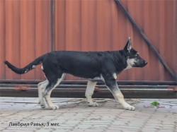 Щенок ВЕО Лавбрил Равья, 3 мес