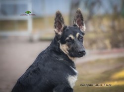 Щенок ВЕО Лавбрил Равья (3 мес.)