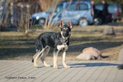 Щенок ВЕО Лавбрил Равья, 3 мес. Гуляем