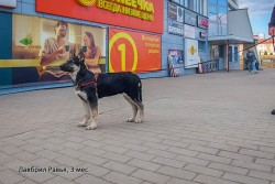 Щенок ВЕО Лавбрил Равья, 3 мес. Прогулка
