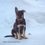 Щенок ВЕО Лавбрил Равья (58 сут.)