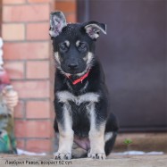 Щенок ВЕО Лавбрил Равья (62 сут.)