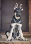 Щенок ВЕО Лавбрил Равья, возраст 3 мес