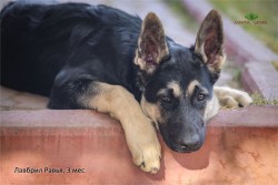 Щенок ВЕО Лавбрил Равья (возраст 3 мес.)