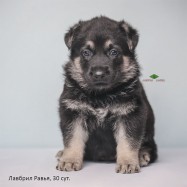 Щенок ВЕО Лавбрил Равья, возраст 30 сут