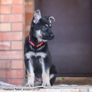 Щенок ВЕО Лавбрил Равья (возраст 62 сут.)