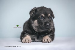 Щенок ВЕО Лавбрил Равья. 30 сут