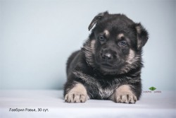 Щенок ВЕО Лавбрил Равья. 30 суток