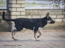 Щенок ВЕО Лавбрил Равья. Возраст 3 мес