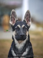 Щенок ВЕО Лавбрил Равья. Возраст 3 мес