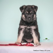 Щенок ВЕО Лавбрил Равья. Возраст 40 суток