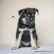Щенок ВЕО Лавбрил Равья. Возраст 50 суток
