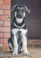 Щенок ВЕО Лавбрил Реджана, 3 мес