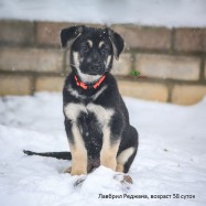 Щенок ВЕО Лавбрил Реджана (58 сут.)