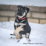 Щенок ВЕО Лавбрил Реджана (58 суток)