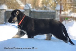 Щенок ВЕО Лавбрил Реджана (62 сут.)