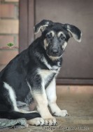 Щенок ВЕО Лавбрил Реджана, возраст 3 мес