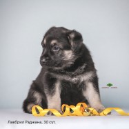Щенок ВЕО Лавбрил Рэджана, возраст 30 сут