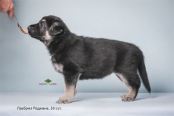 Щенок ВЕО Лавбрил Реджана. 30 суток