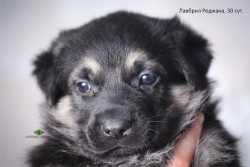 Щенок ВЕО Лавбрил Реджана. Возраст 30 суток