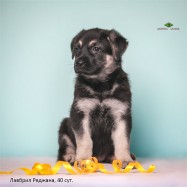 Щенок ВЕО Лавбрил Реджана. Возраст 40 суток