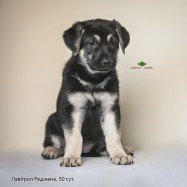 Щенок ВЕО Лавбрил Реджана. Возраст 50 суток