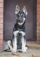 Щенок ВЕО Лавбрил Рутэя, возраст 3 мес