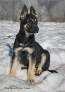 Щенок ВЕО Лавбрил Рутэя (возраст 3 мес.)