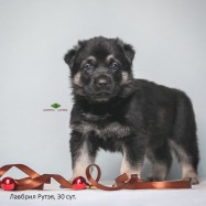 Щенок ВЕО Лавбрил Рутэя, возраст 30 сут