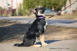 Щенок ВЕО Лавбрил Рутэя (возраст 3,5 мес.)