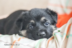 Щенок ВЕО Лавбрил Рутэя. 30 сут