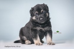 Щенок ВЕО Лавбрил Рутэя. 30 суток