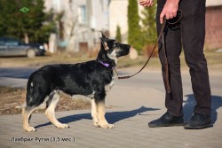 Щенок ВЕО Лавбрил Рутэя. 3,5 мес