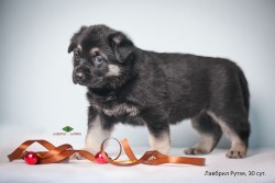 Щенок ВЕО Лавбрил Рутэя. Возраст 30 суток