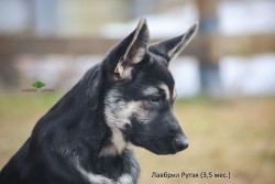 Щенок ВЕО Лавбрил Рутэя. Возраст 3,5 мес