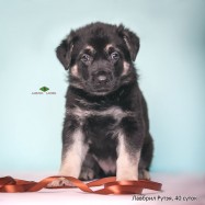 Щенок ВЕО Лавбрил Рутэя. Возраст 40 суток